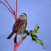 Versper Sparrow By Nelson Hammer